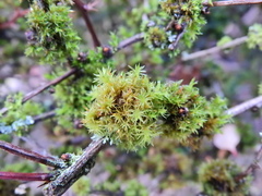 Orthotrichum pulchellum