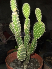 Opuntia microdasys