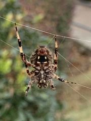Neoscona crucifera