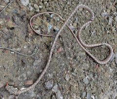 Dryophiops rubescens