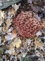 Podoscypha multizonata