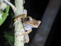 Polypedates occidentalis