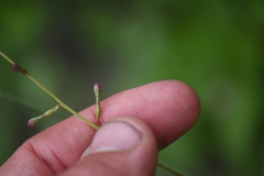 Cyphomeris gypsophiloides