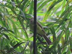 Myiopagis viridicata