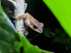 Polypedates occidentalis