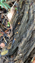 Dacrymyces stillatus