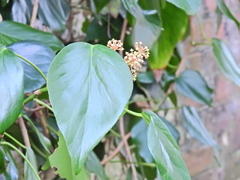 Hedera colchica