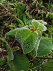 Pleroma heteromallum