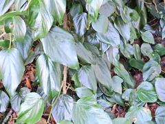 Hedera colchica