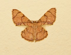 Hemipterodes divaricata