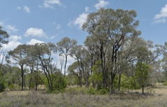 Acacia harpophylla