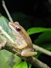 Indosylvirana