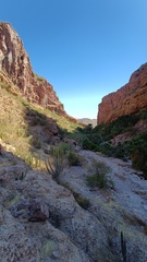 Stenocereus thurberi