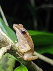 Indosylvirana