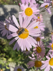 Eristalis stipator