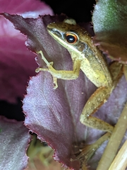 Indosylvirana