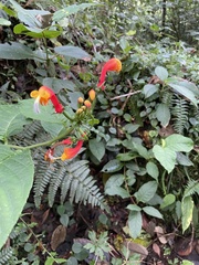 Centropogon granulosus