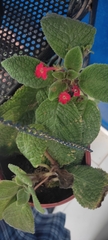 Episcia