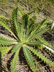 Cirsium nivale