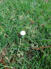Leucoagaricus leucothites