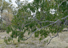 Eucalyptus coolabah