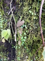 Peperomia rotundifolia image