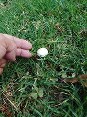 Leucoagaricus leucothites
