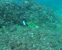 Epinephelus labriformis