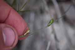 Carlowrightia linearifolia