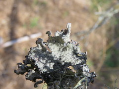 Parmotrema hypoleucinum