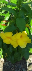 Allamanda