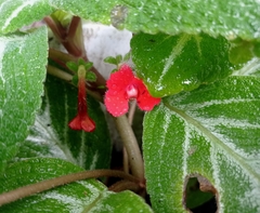 Episcia
