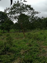 Psidium guajava