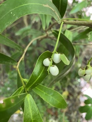 Daphnopsis racemosa