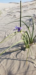 Tradescantia occidentalis