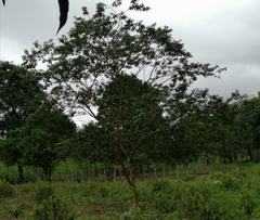 Psidium guajava