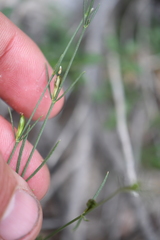 Carlowrightia linearifolia