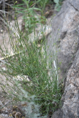 Carlowrightia linearifolia