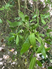 Daphnopsis racemosa