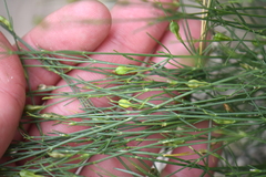 Carlowrightia linearifolia