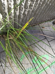 Carex digitata