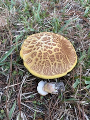 Boletus pseudopinophilus