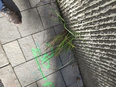 Carex digitata