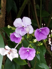 Brunfelsia