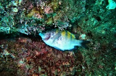 Abudefduf troschelii