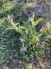 Oxypetalum solanoides