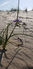 Tradescantia occidentalis