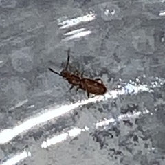 Oryzaephilus surinamensis