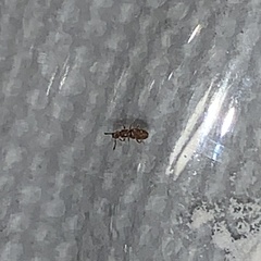 Oryzaephilus surinamensis