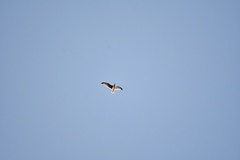 Larus delawarensis